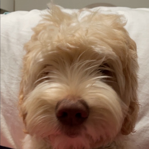 Meet your Posher, Grace - Picture 1 of 1